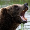 МИШКА КОСОЛАПЫЙ ИЗ ЛЕСУ  ПРИШЁЛ…