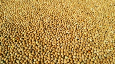 В СЕМЕНОВОДСТВЕ РОССИИ ТОЖЕ НЕОБХОДИМ СУВЕРЕНИТЕТ!