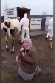 ЗА СВОИХ КОРОВ ИЗБИРАТЕЛЬ ОТОМСТИТ В СЕНТЯБРЕ…